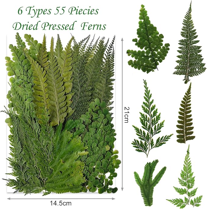 55 Pcs Green Leaves Ferns Dried Pressed Flowers - Image 2