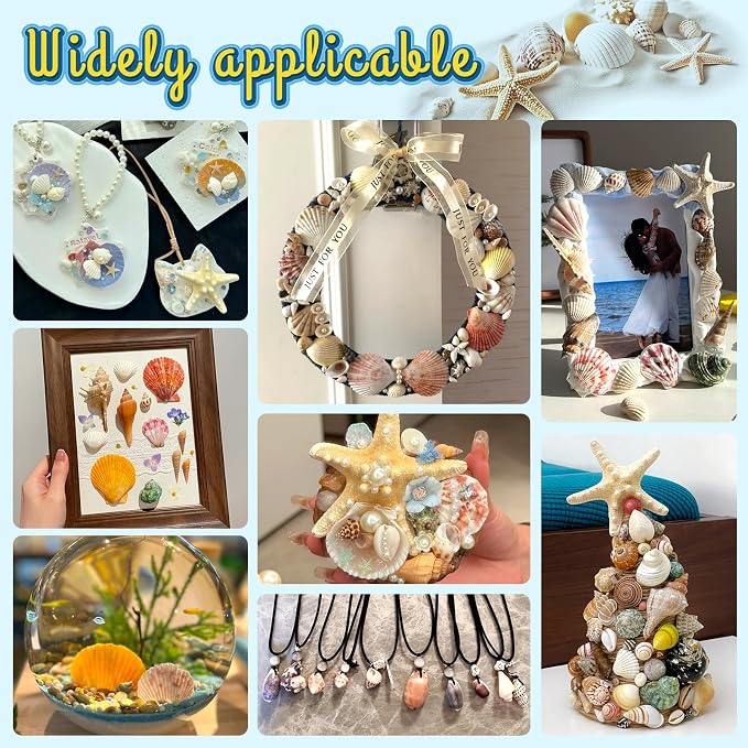 MORFEN Sea Shells, Mixed Ocean Seashells, 15 Kinds 1.2"-3.9" Various Sizes - Image 7