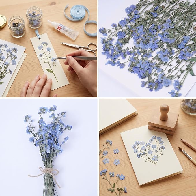 48 Pcs Natural Dried Pressed Forget-me-not Flowers - Image 5