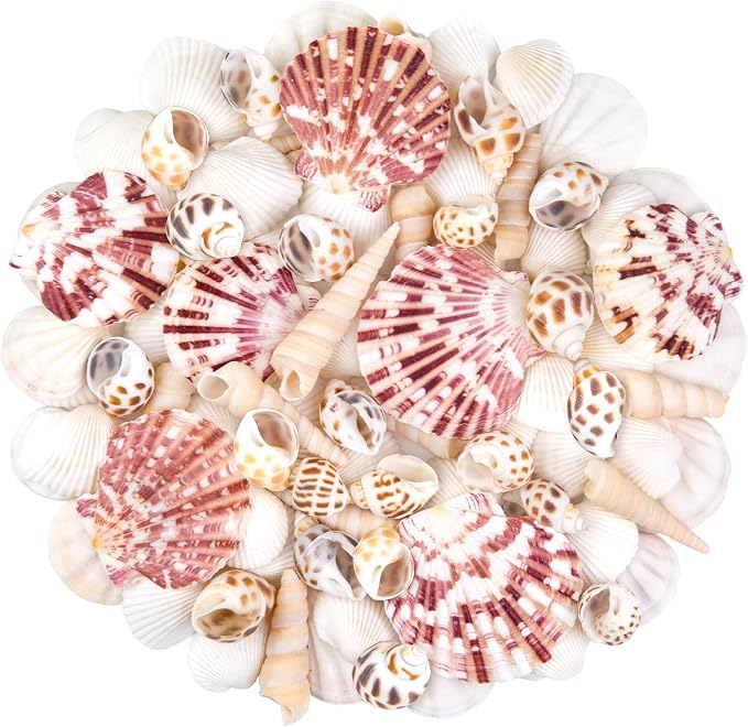 Natural Sea Shell Mixed Ocean Shells Set, 0.8"-2.5" Various Sizes Seashell by WeDoSoy