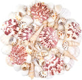 Natural Sea Shell Mixed Ocean Shells Set, 0.8"-2.5" Various Sizes Seashell by WeDoSoy