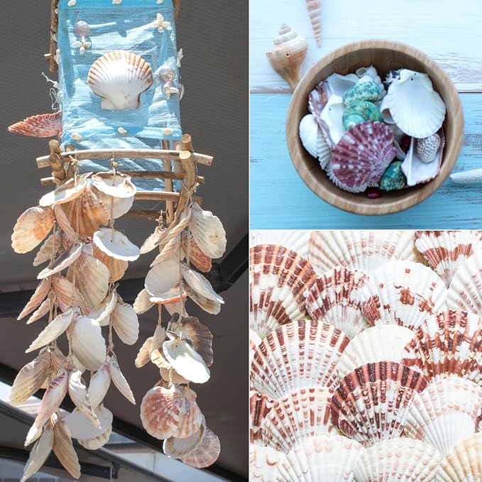 30 PCS+ Scallop Shells Natural Seashell, 1.5"-2.5" Natural Scallop Shells Small - Image 3