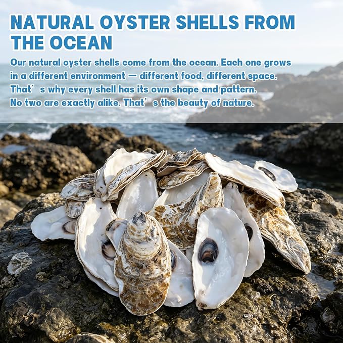 5"-6" 30PCS Extra Large Oyster Shells, Natural Flat Oyster Shells - Image 5