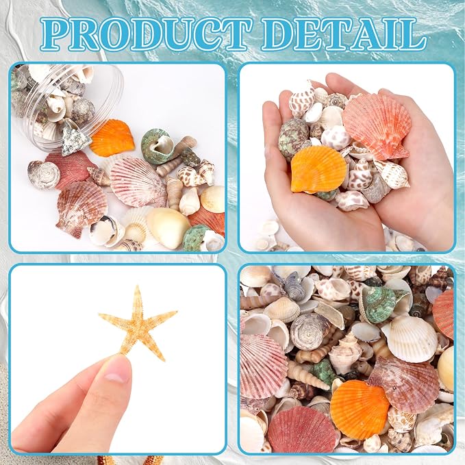 WEOXPR Mixed Sea Shells, 300+ Pcs Beach Seashells Starfish, Various Sizes Ocean - Image 3