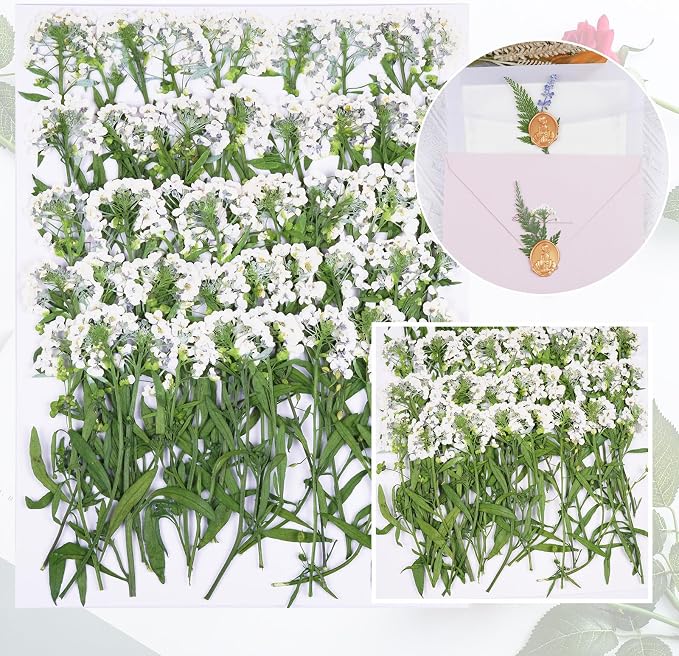 50Pcs White Dried Pressed Flowers - Image 3