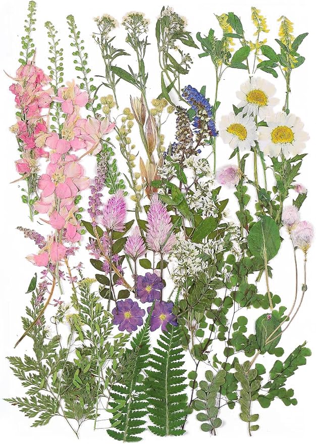 Large Dried Pressed Flowers for Art Crafts, Real Dry Natural Flower Leaf Fruit by ZMRU