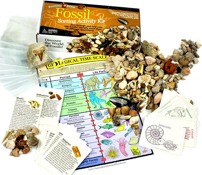 DANCING BEAR Fossil Collection Sorting Activity Kit by DancingBear