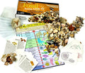 DANCING BEAR Fossil Collection Sorting Activity Kit by DancingBear