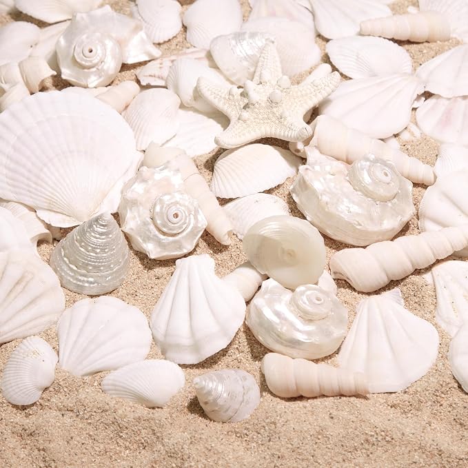 Silver White Sea Shell Mixed Ocean Shells Set, 1.2"-2.6" Various Sizes Natural - Image 4