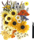 A4 Large Dried Pressed Flowers for Resin by ZQmino