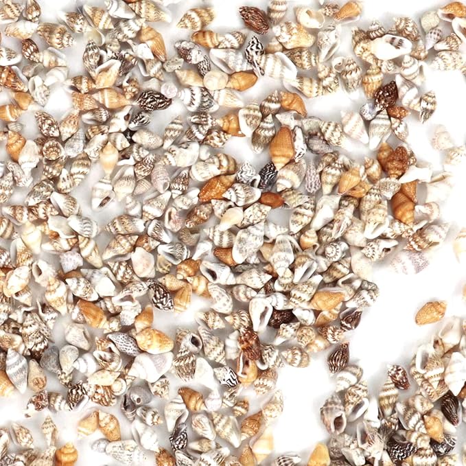 2000 Pcs Tiny Sea Shells for Crafting, Mixed Ocean Beach Mini Seashells Bulk - Image 8