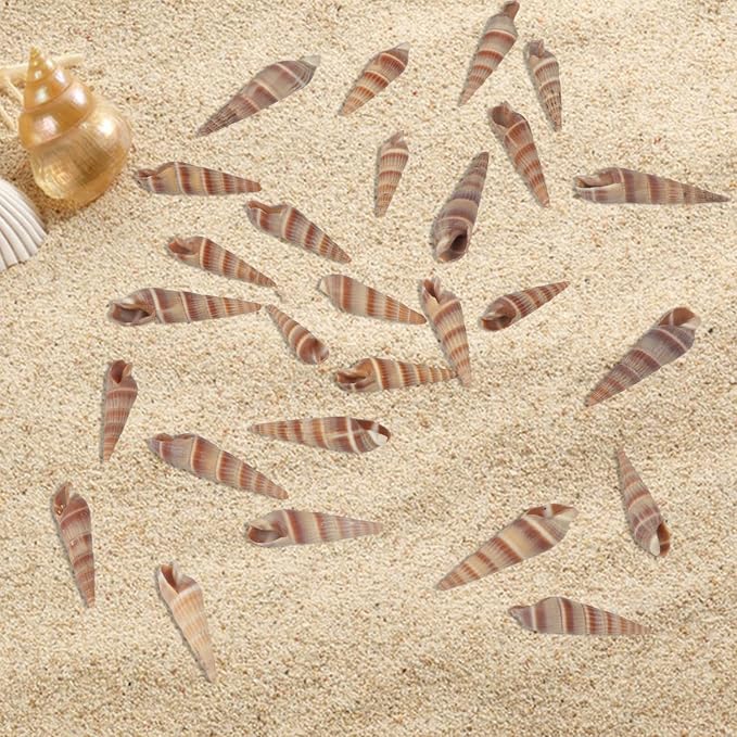 400 PCS Mini Sea Shells Natural Small Seashells, 0.6"-1.4" Tiny Sea Shells - Image 3
