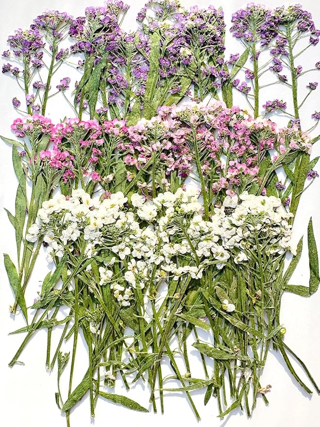 48 Pcs Mix Natural Dried Pressed Flowers - Image 6