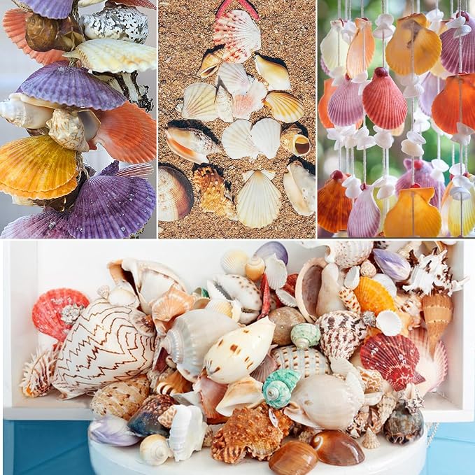 Fangoo 1.5 LB Mixed Sea Shells, 130+ PCS Beach Seashells Starfish Oyster Shells - Image 7