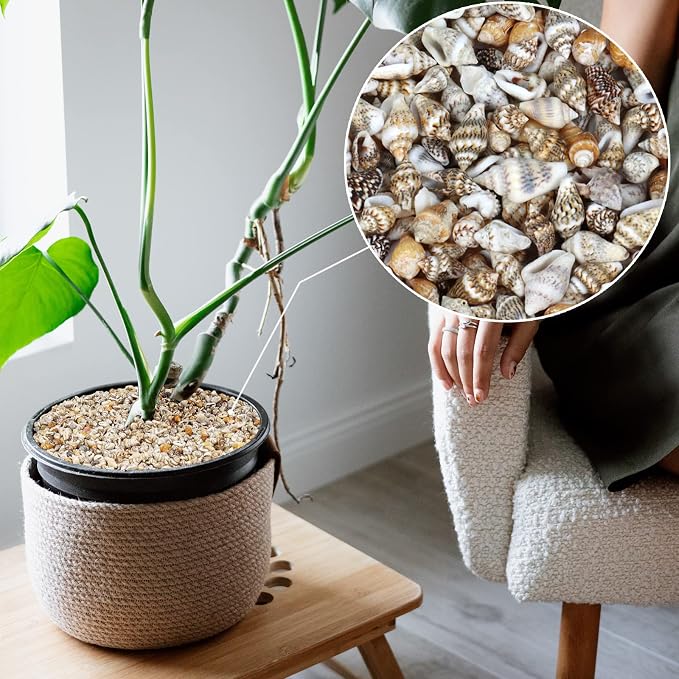 2000 Pcs Tiny Sea Shells for Crafting, Mixed Ocean Beach Mini Seashells Bulk - Image 2
