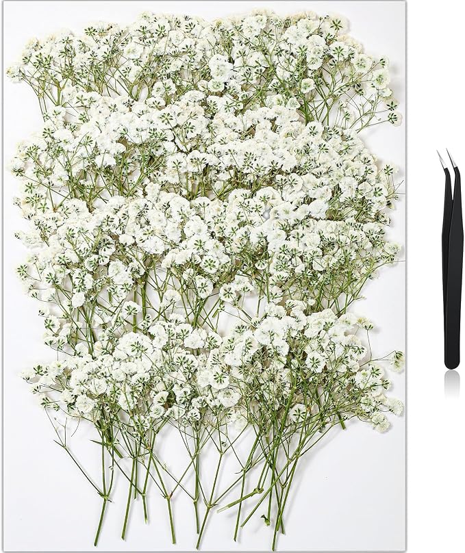 56Pcs Babys Breath Mini Dried Pressed Flowers by HLCYGJIN