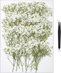 56Pcs Babys Breath Mini Dried Pressed Flowers by HLCYGJIN