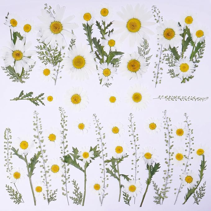 48 Pcs Natural Dried Pressed Daisy Flowers - Image 8