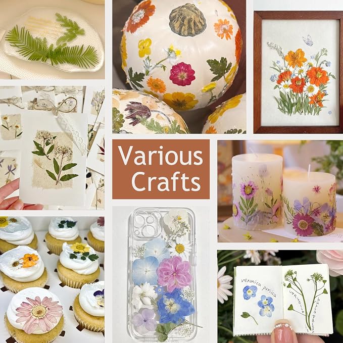 48 Pcs Mix Natural Dried Pressed Flowers - Image 6