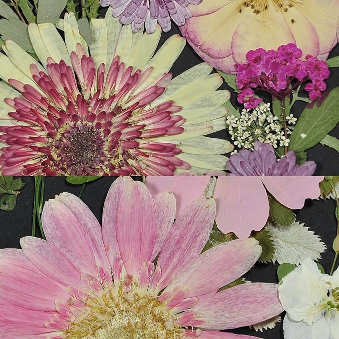 White Dried Pressed Flowers - Image 7