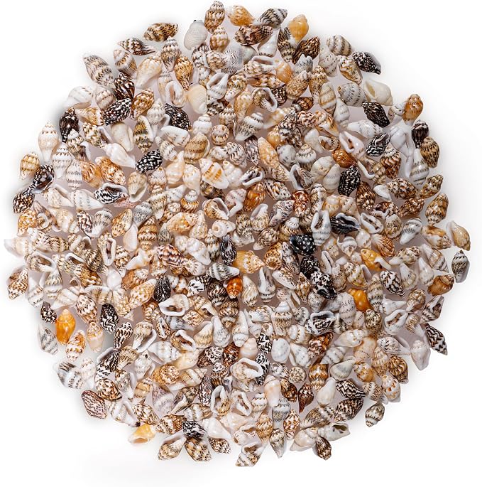 500pcs Natural Tiny Small Seashells by PPCLION