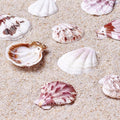 KISSITTY 500 Grams Dyed Scallop Beach Sea Shell Beads by KISSITTY
