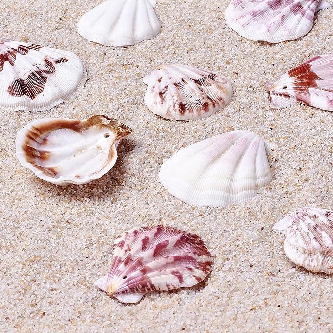 KISSITTY 500 Grams Dyed Scallop Beach Sea Shell Beads by KISSITTY