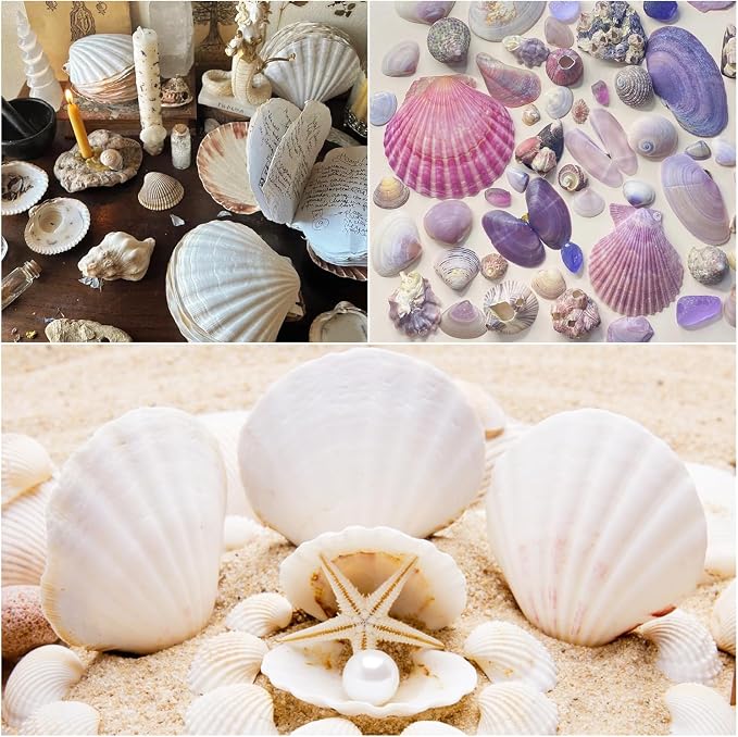 Jangostor 20 PCS Scallop Shells Natural Seashell, 2.3" to 3.5" White Scallop - Image 4
