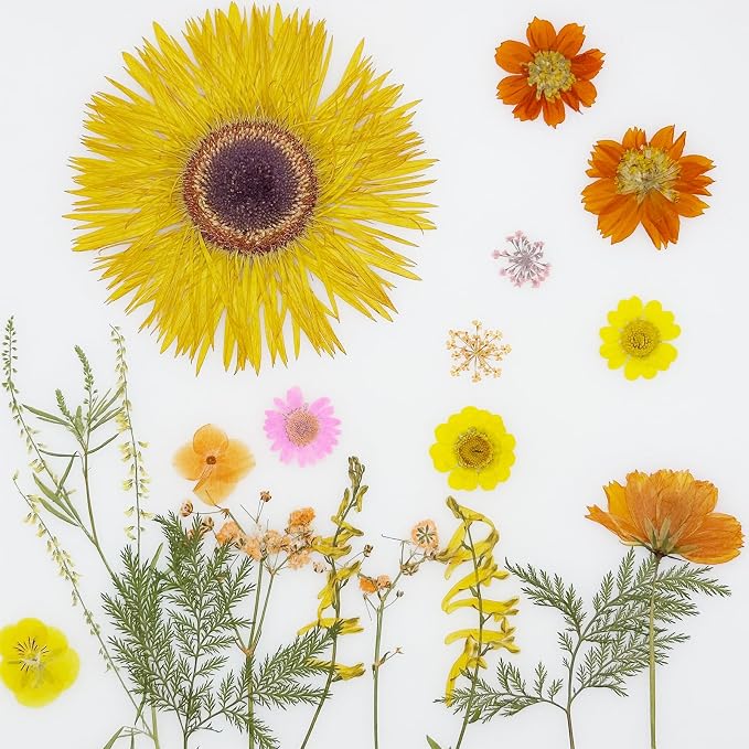 Woohome 44 PCS Orange Real Pressed Flowers, Dried Pressed Flowers - Image 3
