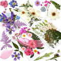 Augshy Dried Pressed Flowers Dry Leaves, Scrapbooking by Augshy