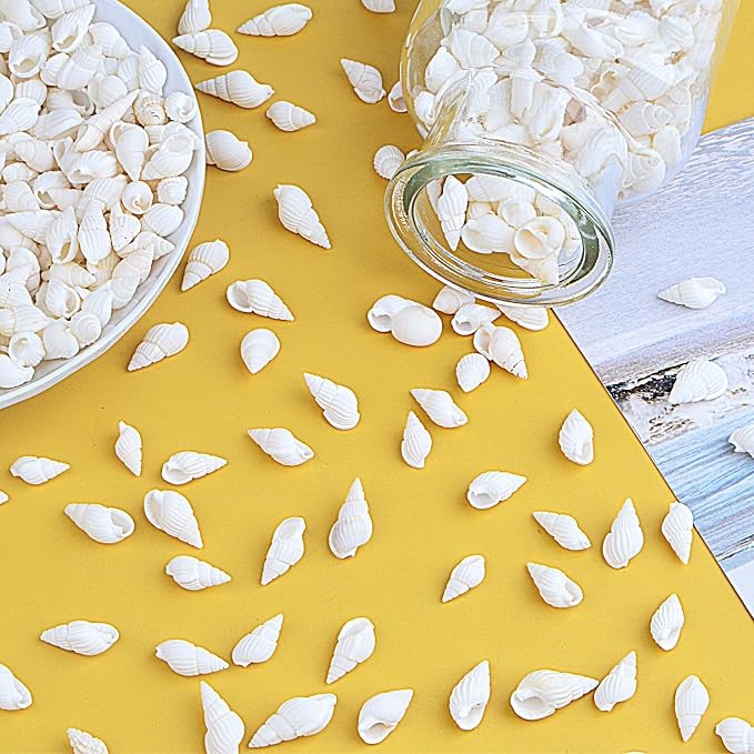Approx 700pcs Small White Clam Cay Seashells Natural Tiny Sea Shell Mini Spiral - Image 7