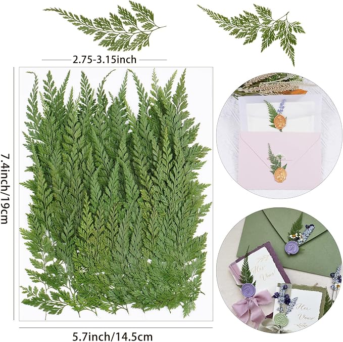 50Pcs Green Leaves Dried Pressed Flowers - Image 2