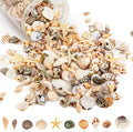 Tiny Sea Shells & 6 Starfish Decor Mixed Ocean Beach Spiral Seashells by WeDoSoy