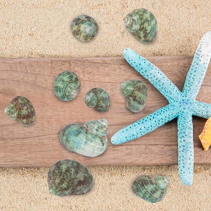 30 PCS+ Small Conch Shells Natural Sea Shells, 1.5"-2" Green Ocean Conch Shells - Image 7