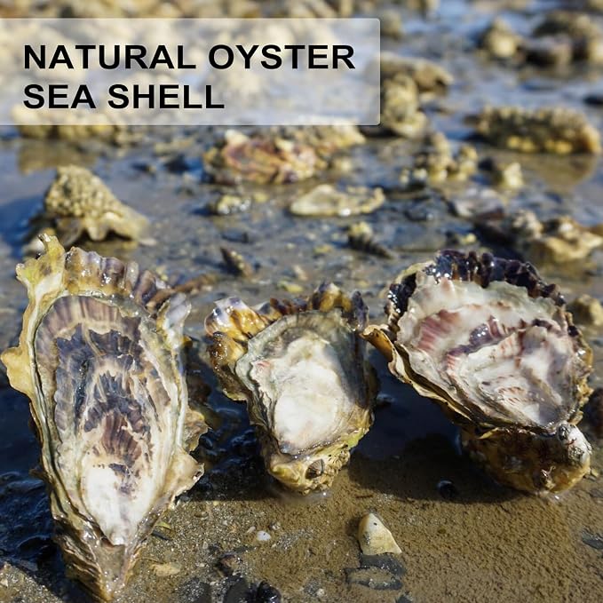 QEQEKAKA 30PCS Oyster Shells Flat & Concave 3"-4" Medium Oyster Shells - Image 4
