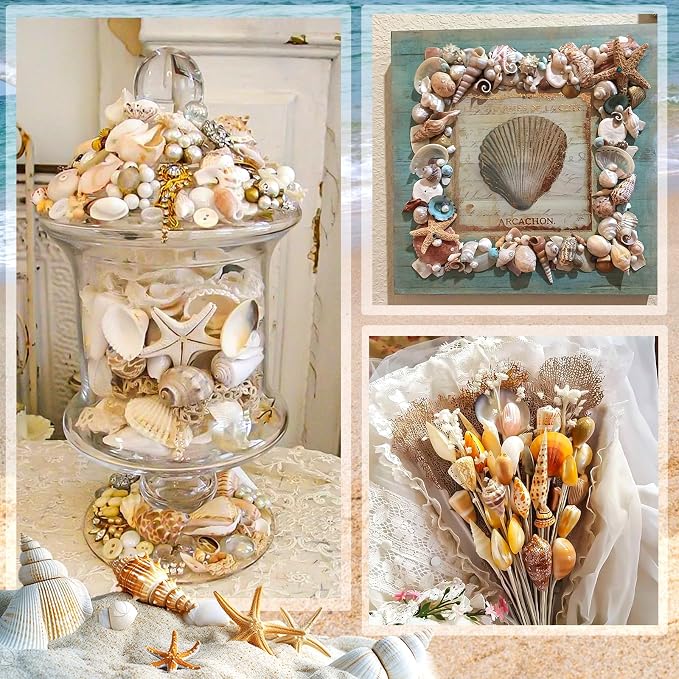 Sea Shell Mixed Ocean Shells Set, 15 Kinds 1.2"-2.7" Various Sizes Natural - Image 6