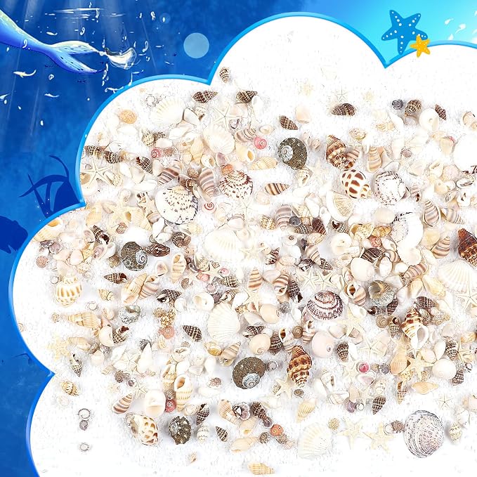 Fangoo 15 Types 800 Pcs Natural Tiny Mini Sea Shell Conch Starfish - Image 3