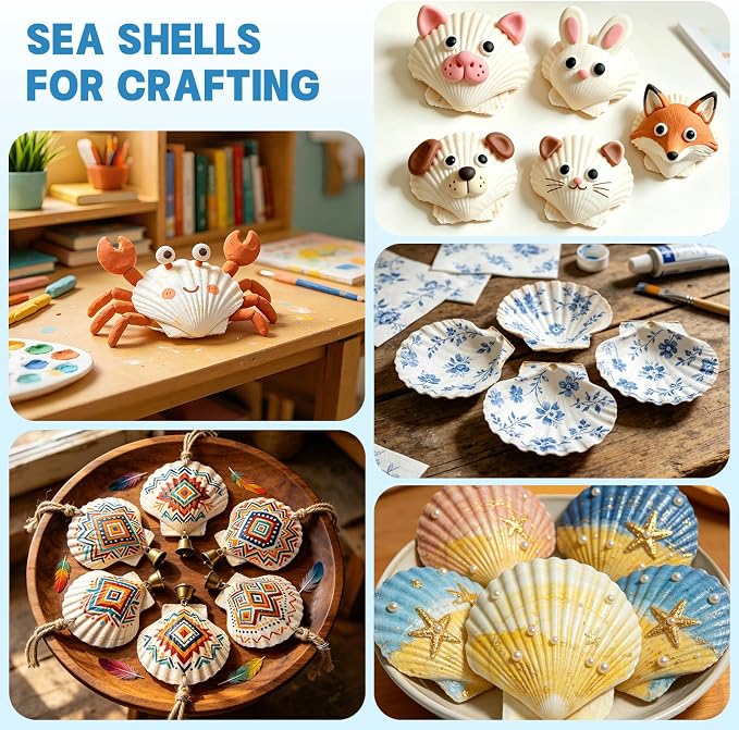 20 PCS 4"-5" Large Scallop Shells - Image 4