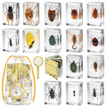 15 Real Insect Resin Specimens Set by Unknown