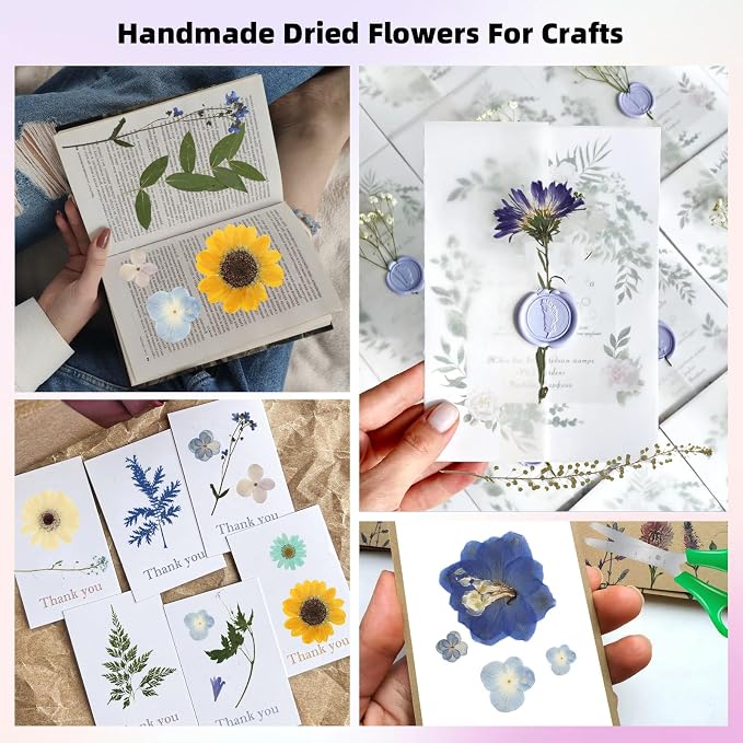 12“ Large Bulk Summer Dried Pressed Flowers - Image 3