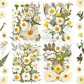 MIKIYA 90Pcs White Dried Pressed Flowers by MIKIYA