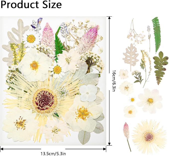 50Pcs Dried Pressed Flowers Real Pressed Flowers Natural Dry Leaves Bulk Mixed - Image 2
