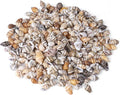 500pcs Natural Tiny Small Seashells by PPCLION