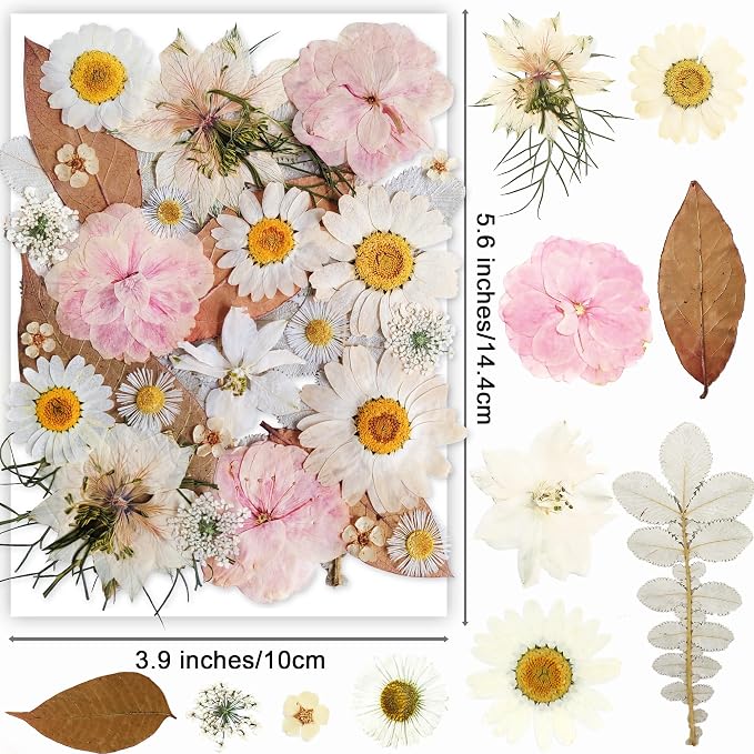 13 Types 37pcs White Dried Pressed Flowers - Image 2