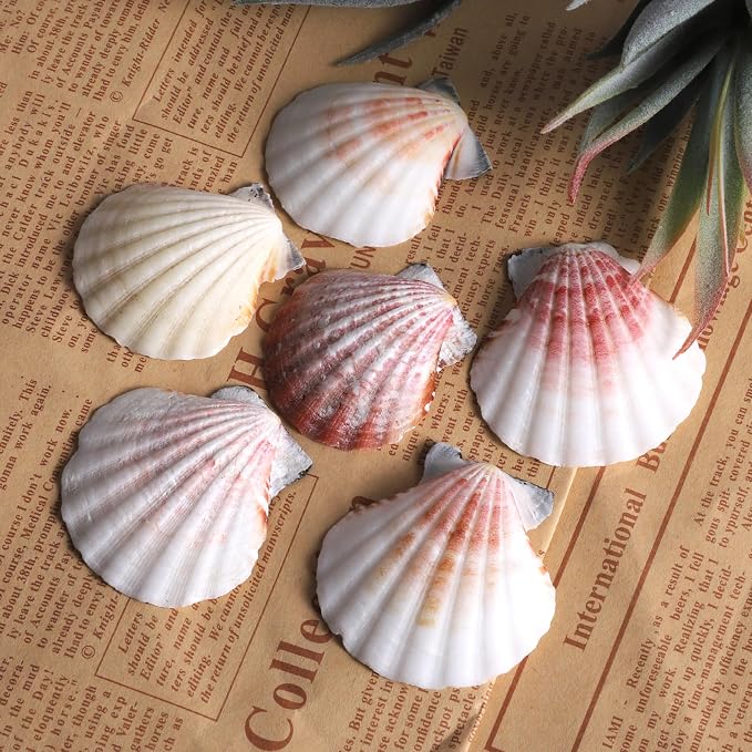 PPCLION 45 PCS Small Scallop Shell - Image 4