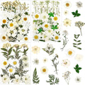 86Pcs White Pressed Dried Flowers Real Natural Leave by LUCISKY