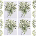 Dried Babys Breath White, Natural Pressed Flowers by CONVELIFE