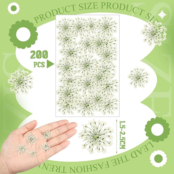 200 Pcs Pressed Dried Flowers for Resin Art Ammi Majus Natural Pressed Dried - Image 3