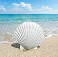 HappyFiller 12 PCS Natural Seashells 2-3 Inch, Beach Theme Party, Wedding by HappyFiller