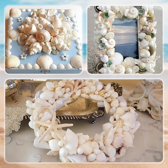 Silver White Sea Shell Mixed Ocean Shells Set, 1.2"-2.6" Various Sizes Natural - Image 7